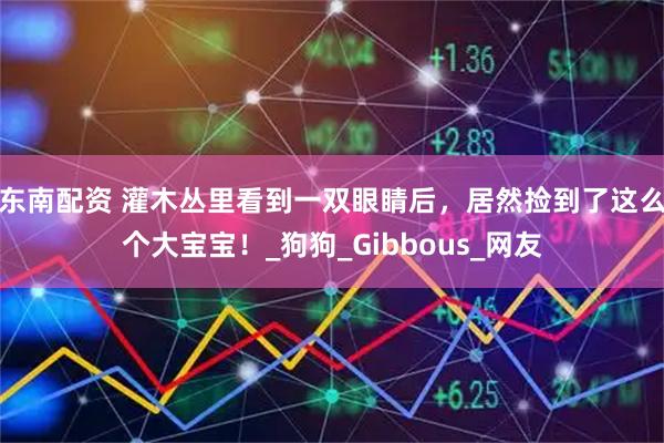 东南配资 灌木丛里看到一双眼睛后，居然捡到了这么个大宝宝！_狗狗_Gibbous_网友